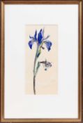 * ARCHIE SUTTER WATT RSW SSA (SCOTTISH 1915 - 2005), IRIS