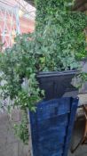 Ivy Planter - No Reserve