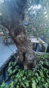 Olive Tree