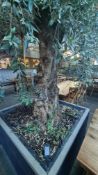 Olive Tree