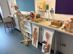 Assorted Anatomy Equipment