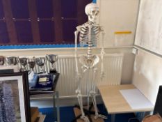 Skeleton