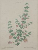 AFTER PIERRE JOSEPH REDOUTE (BELGIUM 1759-1840)