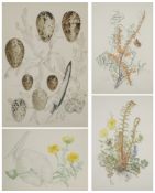 MARY GRIERSON (BRITISH 1912-2012)