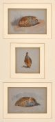 Archibald Thorburn (1860-1935) British. Three Studies of Partridge, Watercolour, Each signed with