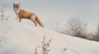 Owen Williams (1956-) British. Fox in a Winter Landscape, Watercolour, Signed and dated 98, 12