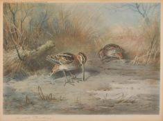 Archibald Thorburn (1860-1935) British. 