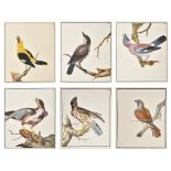 William Lewin and Sons (1747-1795) British. A Collection of Eighty Five Watercolours of Birds on