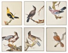 William Lewin and Sons (1747-1795) British. A Collection of Eighty Five Watercolours of Birds on