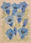 Mildred E Eldridge (1909-1991) British. 'Gentians', Watercolour, Signed, and inscribed on a label