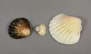 Konvolut Muscheln