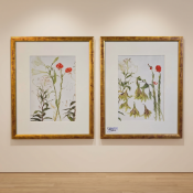 A pair of contemporary framed botanical prints in the style of Scottish artist Elizabeth Blackadder,