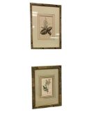 19TH CENTRUY BOTANICAL PORTFOLIO PLATES ANOECTOCHILUS LOBBIANUS AND FILIPENDULA ULMARIA