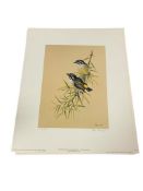 RENA FENNESSY BRITISH ARTIST LIMITED EDITION BIRD PRINTS