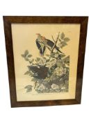JOHN J. AUDUBON PORTFOLIO PLATE NO. 17 TITLED CAROLINA TURTLE DOVE