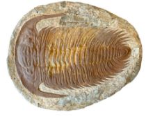 LARGE TRILOBITE FOSSIL FOUND IN MOROCCO