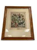 ROBERT FURBER FROM THE SERIES THE TWELVE MONTHS OF FRUITS HAND COLORED ENGRAVING