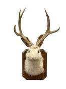 JACKALOPE MYTHICAL CREATURE OF NORTH AMERICAN FOLKLORE TAXIDERMY MOUNT