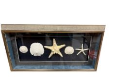 UNIQUE FRAMED SHADOWBOX SEASHELL ART FEATURING SANDDOLLARS AND STARFISH