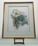 Jillian McDougall (British 1940-), Matilija Poppy, waterolour, initialled below, in a glazed