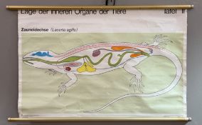 A Vintage German Educational print on cloth titled - 