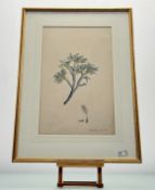 A pair of late 19thc hand-coloured Botanical Prints titled - Astragalus verus Olia and Boswellia