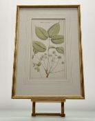 A trio of hand-coloured late 19thc Botanical Illustration prints titled - Hedera Leschenaultii,