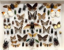 Entomology/Coleoptera: a late 19th Century cased collection of beetles, moths, insects and