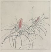 Y Dame Elizabeth Violet Blackadder D.B.E., R.A., R.S.A. (1931-2021), Tillandsia, a botanical