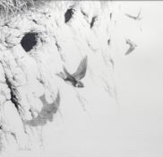 Chris Rose (Ugandan 1959-), Sand Martin Colony, pencil, signed in pencil bottom left, paper label