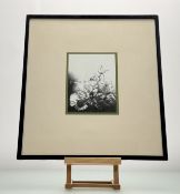 A late 20thc Contemporary School, Flower Still pint, 2/5, signed indistinctly in pencil, dated