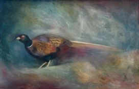 Heloise Maylin (Contemporary School), Solitary Pheasant, oil on canvas, signed bottom right,
