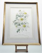 Elizabeth Cameron (British 1915-2008), Romneya Coulteri coloured limited print, 148/350, signed in