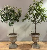 A pair of weathered composition stone campana form garden urns, each planted with a bay tree. Urns