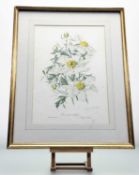 Elizabeth Cameron (British 1915-2008), Romneya Coulteri coloured limited print, 148/350, signed in