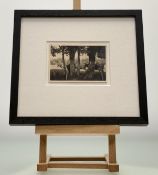 A collection of framed Victorian / Late photographs comprising, a herd of cows behind trees (