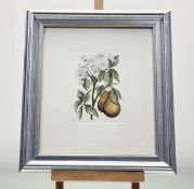 A collection of four coloured etchings of various fruit tress comprising, a Pear Tree 36/500, an