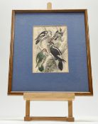 After Oliver Goldsmith, a late 19thc Bird Woodpeckers, engraving coloured after, in a glazed