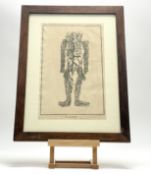 A group of three French 19thc Anatomical Internal Bodily Engravings, two depciting interior workings