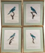 Jacques Barraband (1768-1809) four engravings - La Perruche plates 62, 65, 67, 68, pub. Langlois, 33