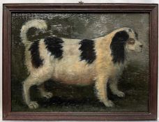 English School, oil on panel, A Spaniel, 25cm x 35cm, framed