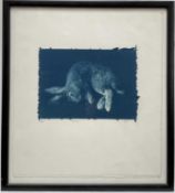 Cyanotype print of a Rabbit, indistinctly signed, 12cm x 17cm, glazed frame