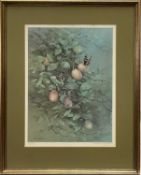 Gordon Beningfield (1936-1998) signed limited edition print - Red Admiral on Plums, 27/500, 45cm x 3