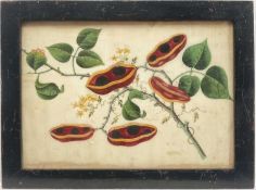 Chinese painting on rice paper, Bean Pods on Stem, 17cm x 24cm, in glazed frame.
