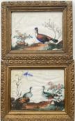 Pair of antique Chinese painting on rice paper depicting exotic birds, 16cm x 21cm, in glazed gilt f