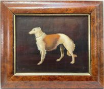 English School, oil on board of a Borzoi dog, 20cm x 25cm, in maple veneered frame