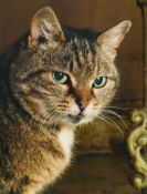 Anna Jermolaewa, Katze (Aus der Serie Hermitage Cats)