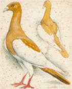 ‡ ATTRIBUTED TO CHARLES FREDERICK TUNNICLIFFE OBE RA (1901-1979) watercolour and pencil -