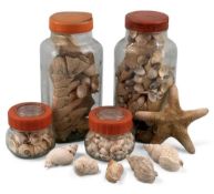 COLLECTION OF SEASHELL SPECIMENS Provenance: private collection