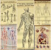 ST. JOHN'S AMBULANCE JOHN BALE MEDICAL PUBLICATION LTD ANATOMICAL LECTURE DIAGRAMS, set of ten